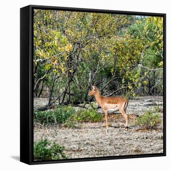 Awesome South Africa Collection Square - Impala in Savannah-Philippe Hugonnard-Framed Stretched Canvas