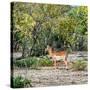 Awesome South Africa Collection Square - Impala in Savannah-Philippe Hugonnard-Stretched Canvas