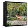 Awesome South Africa Collection Square - Impala in Savannah-Philippe Hugonnard-Framed Stretched Canvas