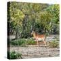 Awesome South Africa Collection Square - Impala in Savannah-Philippe Hugonnard-Stretched Canvas