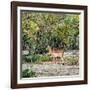 Awesome South Africa Collection Square - Impala in Savannah-Philippe Hugonnard-Framed Photographic Print