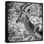 Awesome South Africa Collection Square - Impala Portrait B&W-Philippe Hugonnard-Framed Stretched Canvas