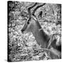 Awesome South Africa Collection Square - Impala Portrait B&W-Philippe Hugonnard-Stretched Canvas