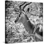 Awesome South Africa Collection Square - Impala Portrait B&W-Philippe Hugonnard-Stretched Canvas