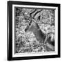 Awesome South Africa Collection Square - Impala Portrait B&W-Philippe Hugonnard-Framed Premium Photographic Print