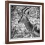 Awesome South Africa Collection Square - Impala Portrait B&W-Philippe Hugonnard-Framed Premium Photographic Print