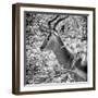 Awesome South Africa Collection Square - Impala Portrait B&W-Philippe Hugonnard-Framed Photographic Print