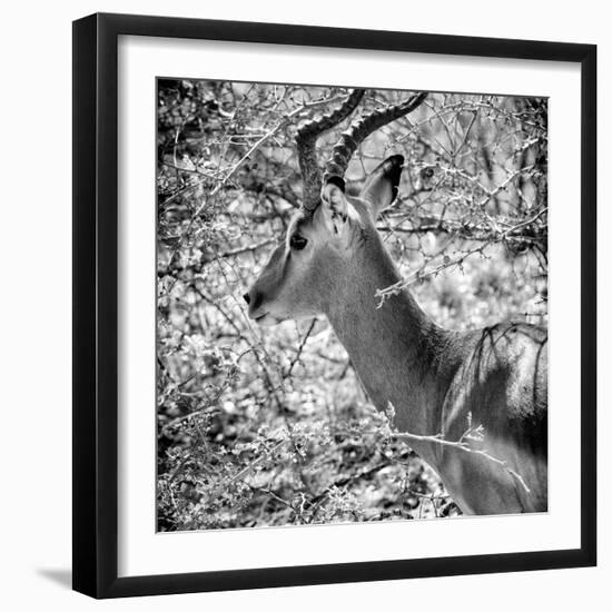 Awesome South Africa Collection Square - Impala Portrait B&W-Philippe Hugonnard-Framed Photographic Print