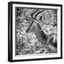 Awesome South Africa Collection Square - Impala Portrait B&W-Philippe Hugonnard-Framed Photographic Print