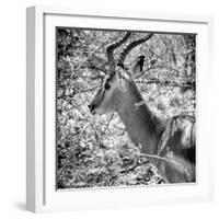 Awesome South Africa Collection Square - Impala Portrait B&W-Philippe Hugonnard-Framed Photographic Print