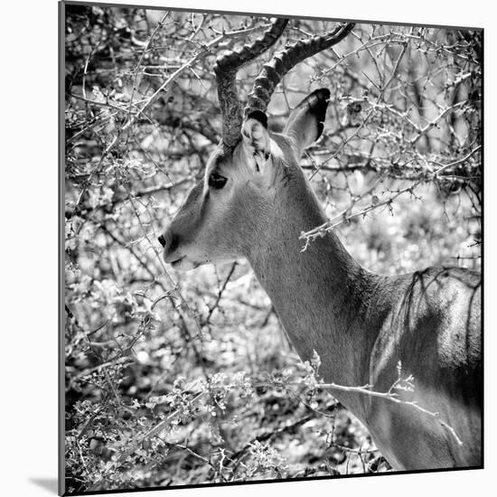 Awesome South Africa Collection Square - Impala Portrait B&W-Philippe Hugonnard-Mounted Photographic Print