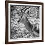 Awesome South Africa Collection Square - Impala Portrait B&W-Philippe Hugonnard-Framed Photographic Print