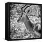 Awesome South Africa Collection Square - Impala Portrait B&W-Philippe Hugonnard-Framed Stretched Canvas