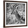 Awesome South Africa Collection Square - Impala Portrait B&W-Philippe Hugonnard-Framed Photographic Print