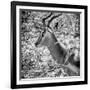 Awesome South Africa Collection Square - Impala Portrait B&W-Philippe Hugonnard-Framed Photographic Print