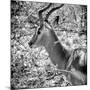 Awesome South Africa Collection Square - Impala Portrait B&W-Philippe Hugonnard-Mounted Photographic Print