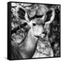 Awesome South Africa Collection Square - Impala Portrait II B&W-Philippe Hugonnard-Framed Stretched Canvas