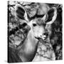 Awesome South Africa Collection Square - Impala Portrait II B&W-Philippe Hugonnard-Stretched Canvas