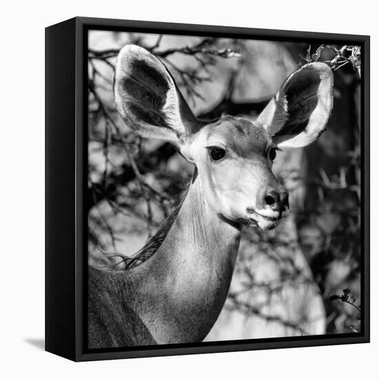 Awesome South Africa Collection Square - Impala Portrait II B&W-Philippe Hugonnard-Framed Stretched Canvas