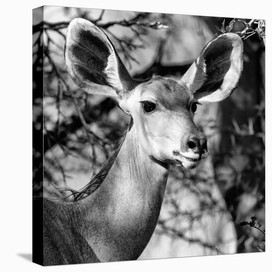 Awesome South Africa Collection Square - Impala Portrait II B&W-Philippe Hugonnard-Stretched Canvas