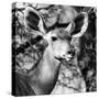Awesome South Africa Collection Square - Impala Portrait II B&W-Philippe Hugonnard-Stretched Canvas