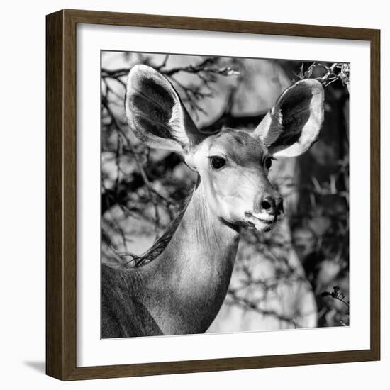 Awesome South Africa Collection Square - Impala Portrait II B&W-Philippe Hugonnard-Framed Photographic Print