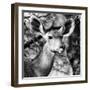 Awesome South Africa Collection Square - Impala Portrait II B&W-Philippe Hugonnard-Framed Photographic Print