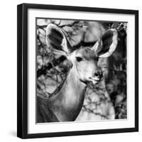 Awesome South Africa Collection Square - Impala Portrait II B&W-Philippe Hugonnard-Framed Photographic Print