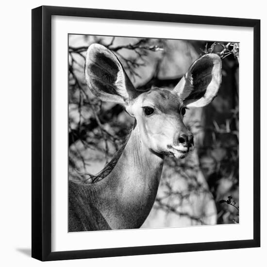 Awesome South Africa Collection Square - Impala Portrait II B&W-Philippe Hugonnard-Framed Photographic Print