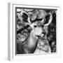 Awesome South Africa Collection Square - Impala Portrait II B&W-Philippe Hugonnard-Framed Photographic Print