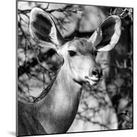 Awesome South Africa Collection Square - Impala Portrait II B&W-Philippe Hugonnard-Mounted Photographic Print