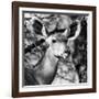 Awesome South Africa Collection Square - Impala Portrait II B&W-Philippe Hugonnard-Framed Photographic Print