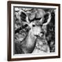 Awesome South Africa Collection Square - Impala Portrait II B&W-Philippe Hugonnard-Framed Photographic Print