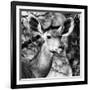 Awesome South Africa Collection Square - Impala Portrait II B&W-Philippe Hugonnard-Framed Photographic Print