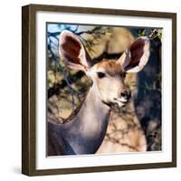 Awesome South Africa Collection Square - Impala Portrait II-Philippe Hugonnard-Framed Photographic Print