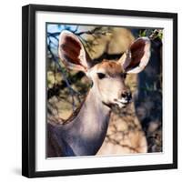 Awesome South Africa Collection Square - Impala Portrait II-Philippe Hugonnard-Framed Photographic Print