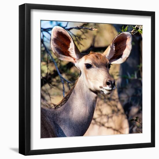 Awesome South Africa Collection Square - Impala Portrait II-Philippe Hugonnard-Framed Photographic Print