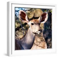 Awesome South Africa Collection Square - Impala Portrait II-Philippe Hugonnard-Framed Photographic Print