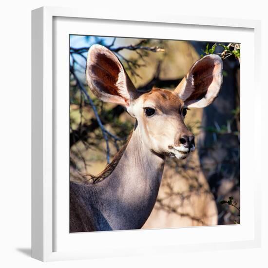 Awesome South Africa Collection Square - Impala Portrait II-Philippe Hugonnard-Framed Photographic Print