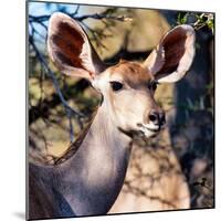 Awesome South Africa Collection Square - Impala Portrait II-Philippe Hugonnard-Mounted Photographic Print