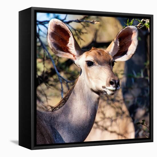 Awesome South Africa Collection Square - Impala Portrait II-Philippe Hugonnard-Framed Stretched Canvas