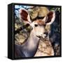 Awesome South Africa Collection Square - Impala Portrait II-Philippe Hugonnard-Framed Stretched Canvas