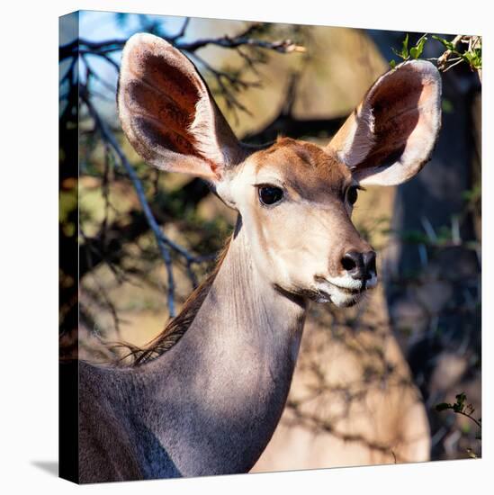 Awesome South Africa Collection Square - Impala Portrait II-Philippe Hugonnard-Stretched Canvas