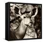 Awesome South Africa Collection Square - Impala Portrait III-Philippe Hugonnard-Framed Stretched Canvas