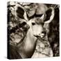 Awesome South Africa Collection Square - Impala Portrait III-Philippe Hugonnard-Stretched Canvas