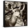 Awesome South Africa Collection Square - Impala Portrait III-Philippe Hugonnard-Framed Stretched Canvas