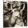 Awesome South Africa Collection Square - Impala Portrait III-Philippe Hugonnard-Stretched Canvas