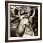 Awesome South Africa Collection Square - Impala Portrait III-Philippe Hugonnard-Framed Photographic Print