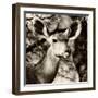 Awesome South Africa Collection Square - Impala Portrait III-Philippe Hugonnard-Framed Photographic Print