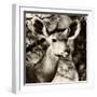 Awesome South Africa Collection Square - Impala Portrait III-Philippe Hugonnard-Framed Photographic Print